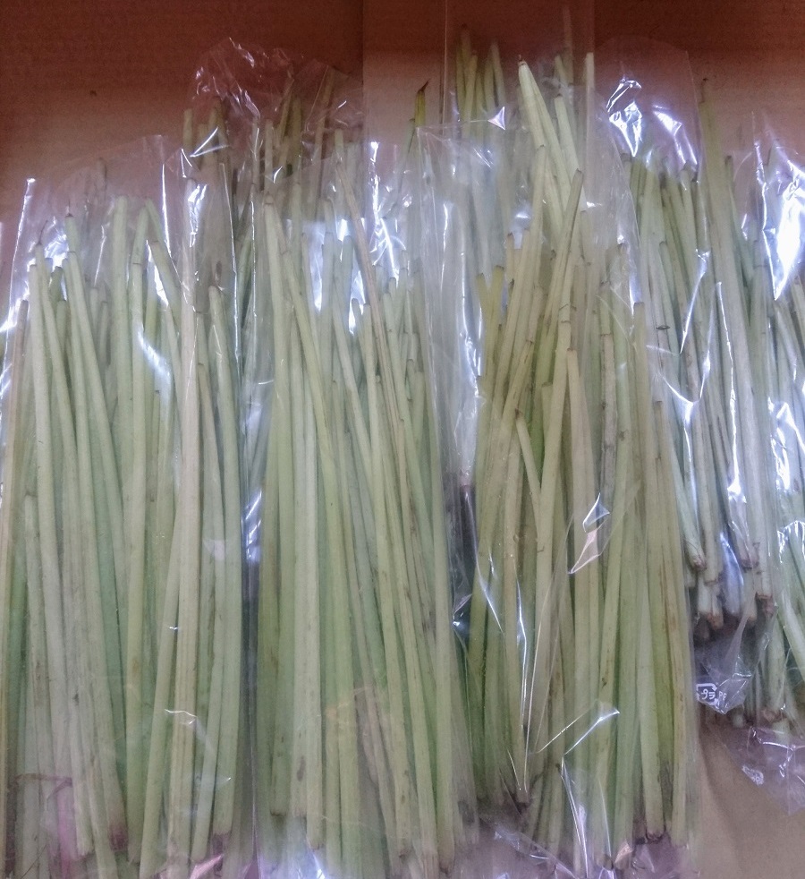 【出荷情報】生ふき(ひぐらし茶屋)
