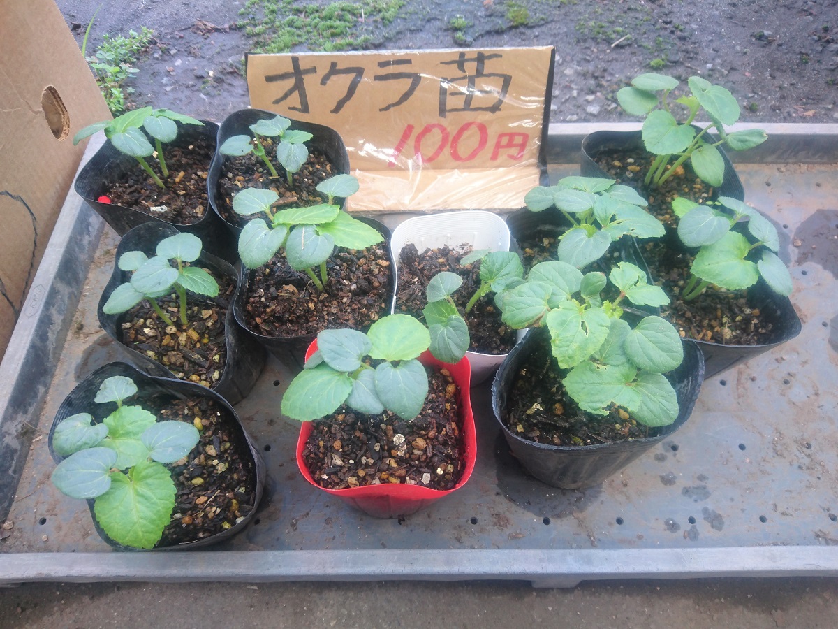 【情報】夏野菜は今が植え時！（ひぐらし茶屋）