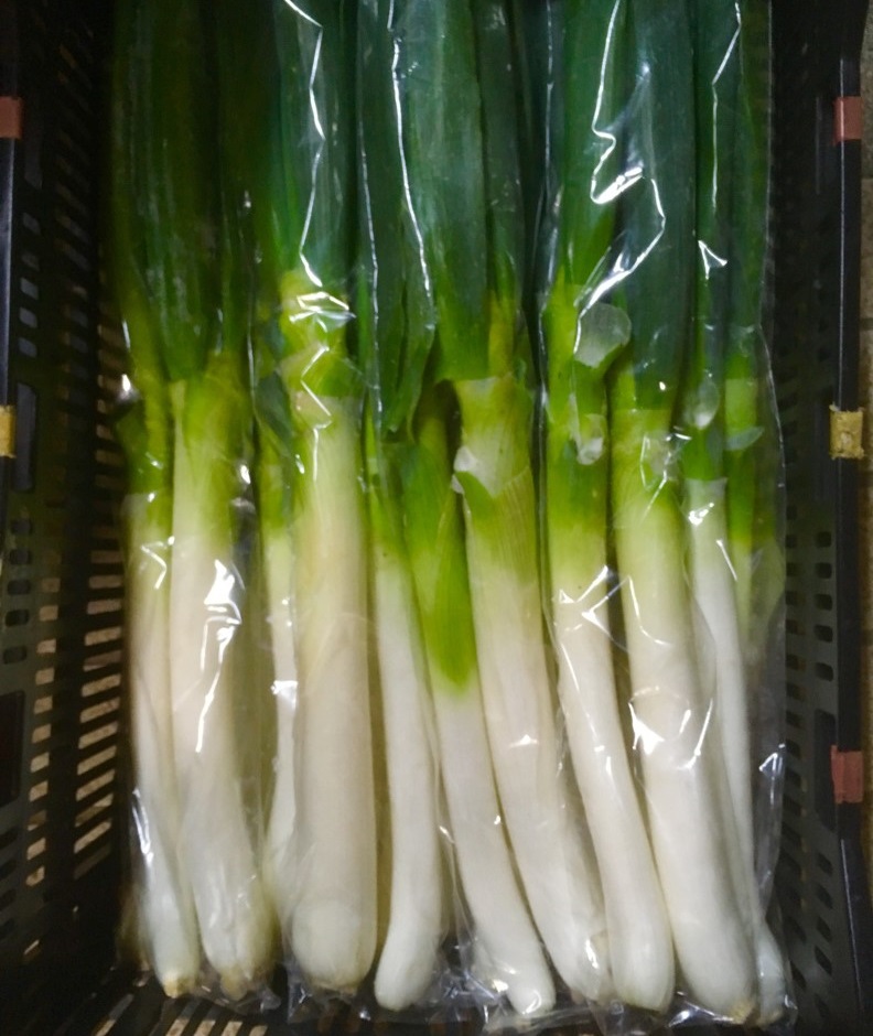 【出荷情報】白ネギ(ひぐらし茶屋)