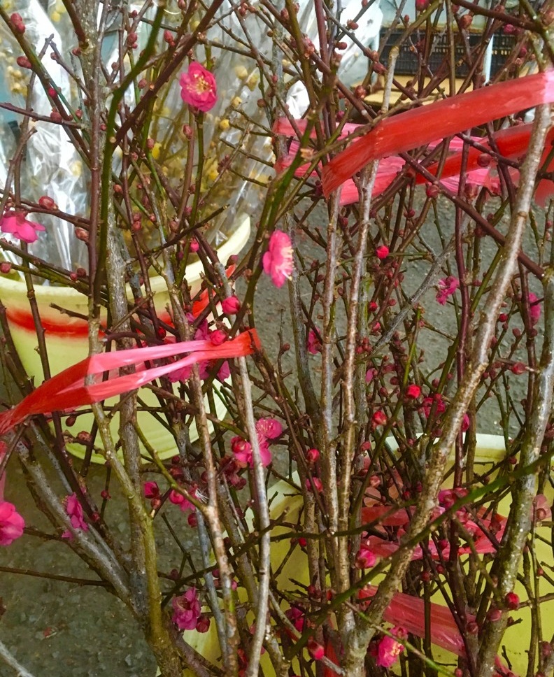 【出荷情報】紅梅 コウバイ(ひぐらし茶屋)