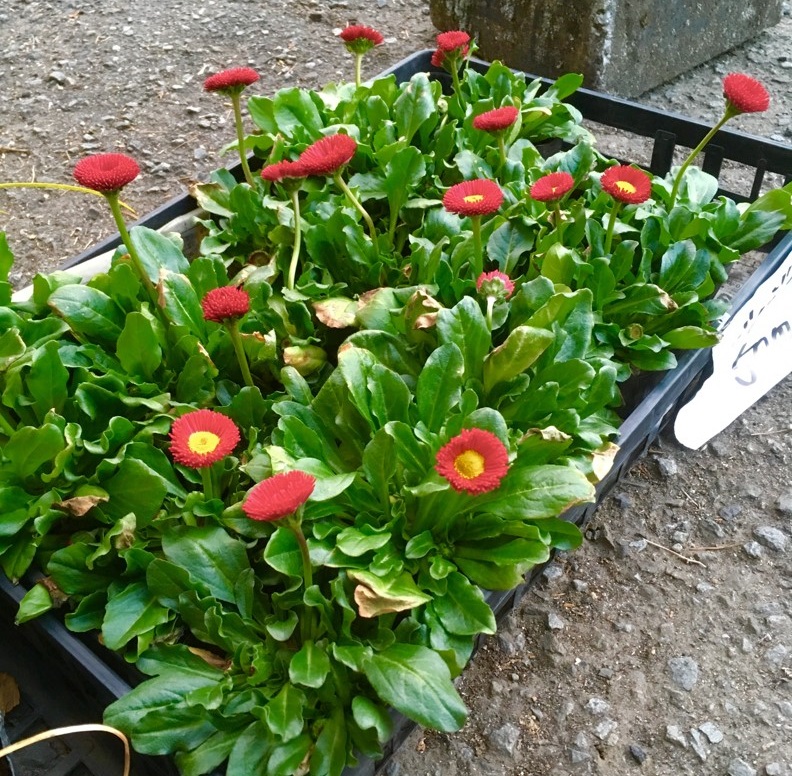 【出荷情報】デイジー-雛菊-(ひぐらし茶屋)