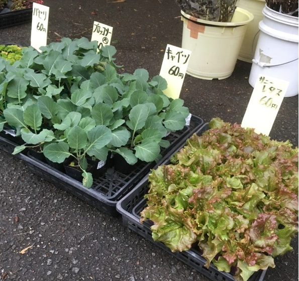 【出荷情報】野菜の苗(ひぐらし茶屋)