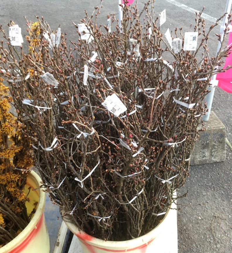 【出荷情報】啓翁桜(ひぐらし茶屋)