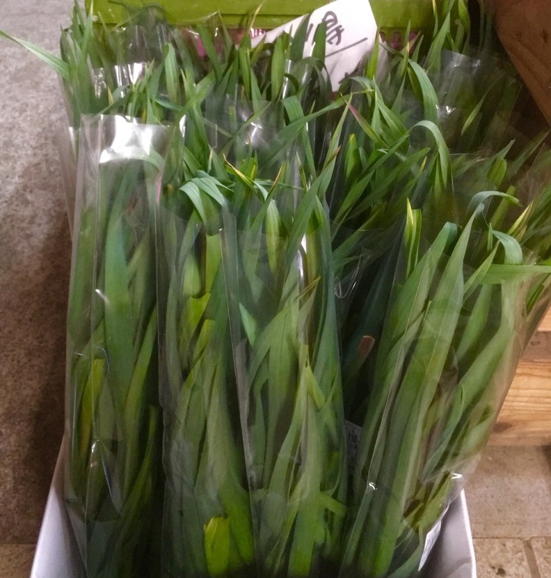 【出荷情報】葉にんにく(ひぐらし茶屋)