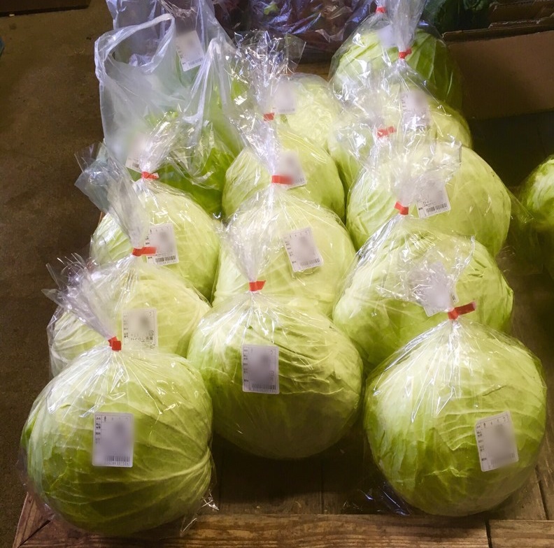 【出荷情報】キャベツ(ひぐらし茶屋)