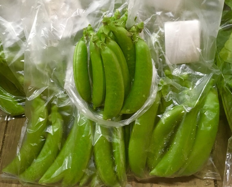 【出荷情報】スナップエンドウ(ひぐらし茶屋)