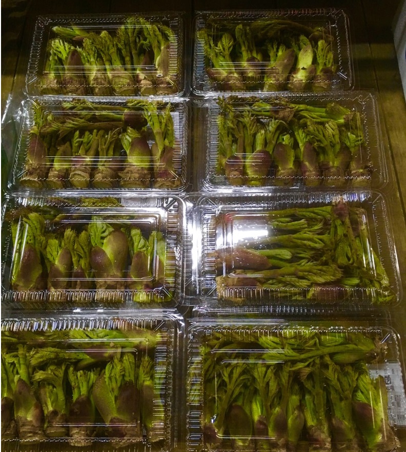 【出荷情報】タラの芽(ひぐらし茶屋)