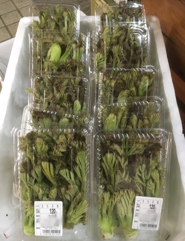 【出荷情報】タラの芽(ひぐらし茶屋)