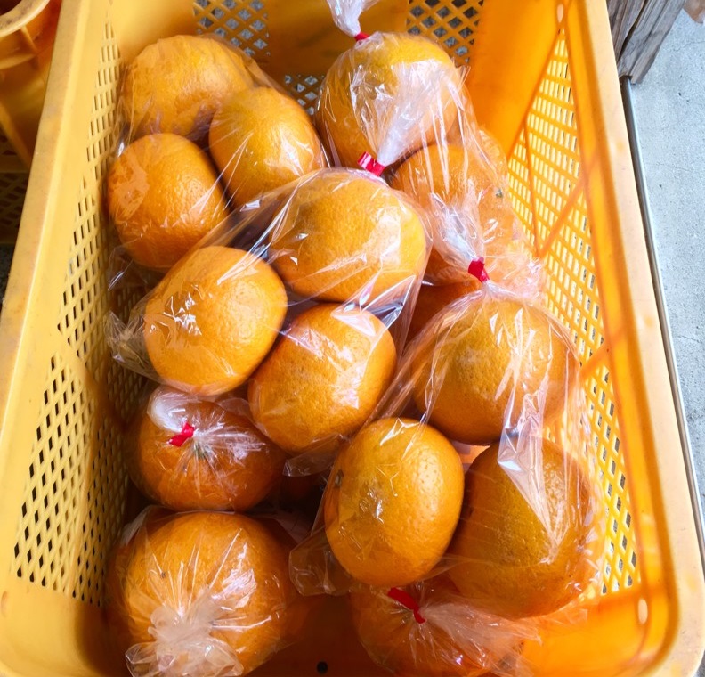 【出荷情報】甘夏(ひぐらし茶屋)