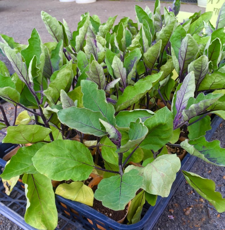 【出荷情報】ナスの苗(ひぐらし茶屋)