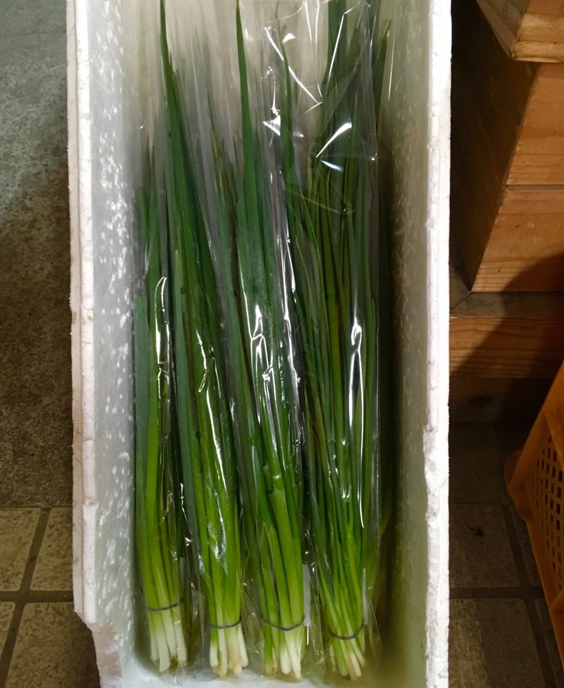 【出荷情報】小ネギ(ひぐらし茶屋)