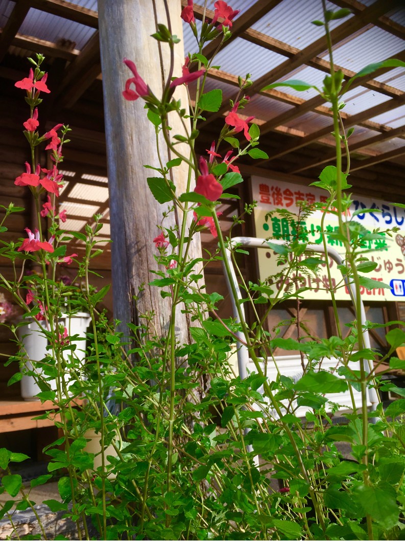 【出荷情報】チェリーセージ(ひぐらし茶屋)