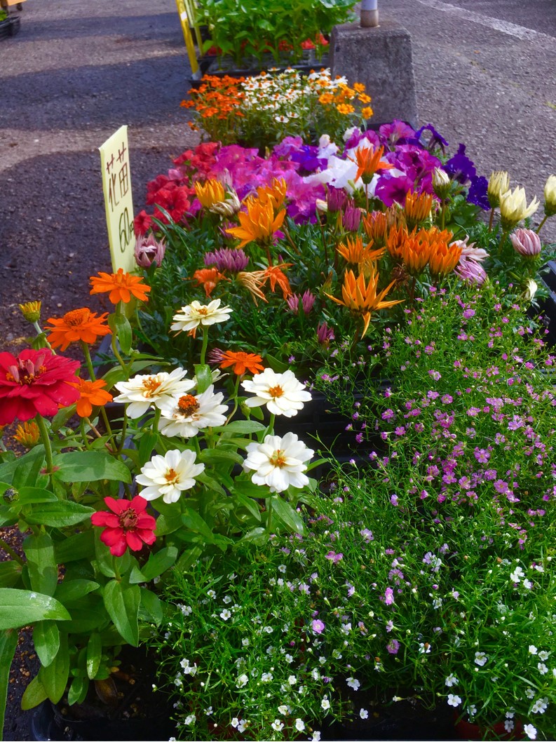 【出荷情報】各種花の苗(ひぐらし茶屋)