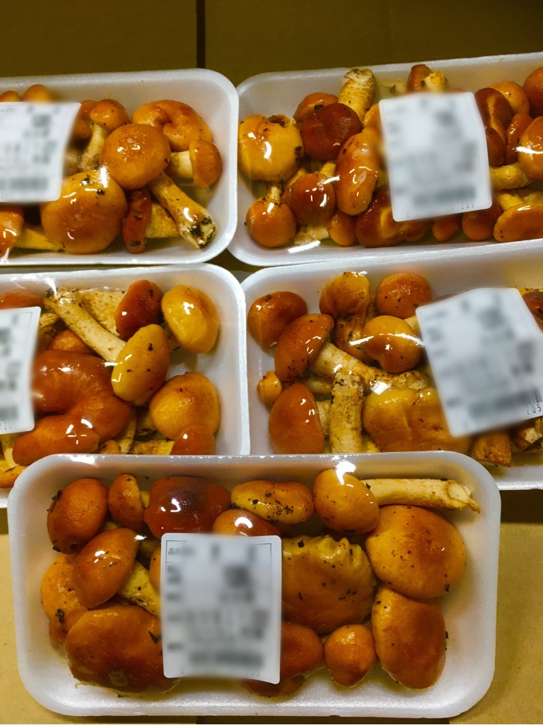 【出荷情報】原木なめこ(ひぐらし茶屋)
