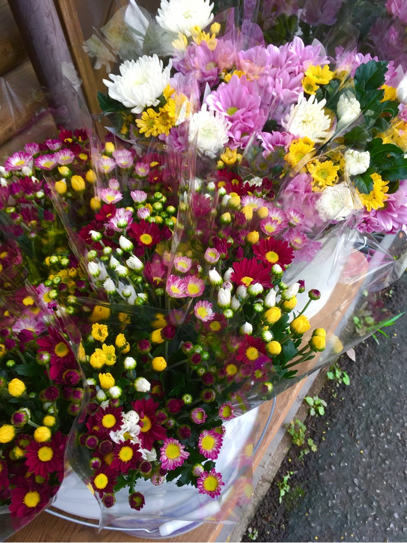【出荷情報】菊(ひぐらし茶屋)