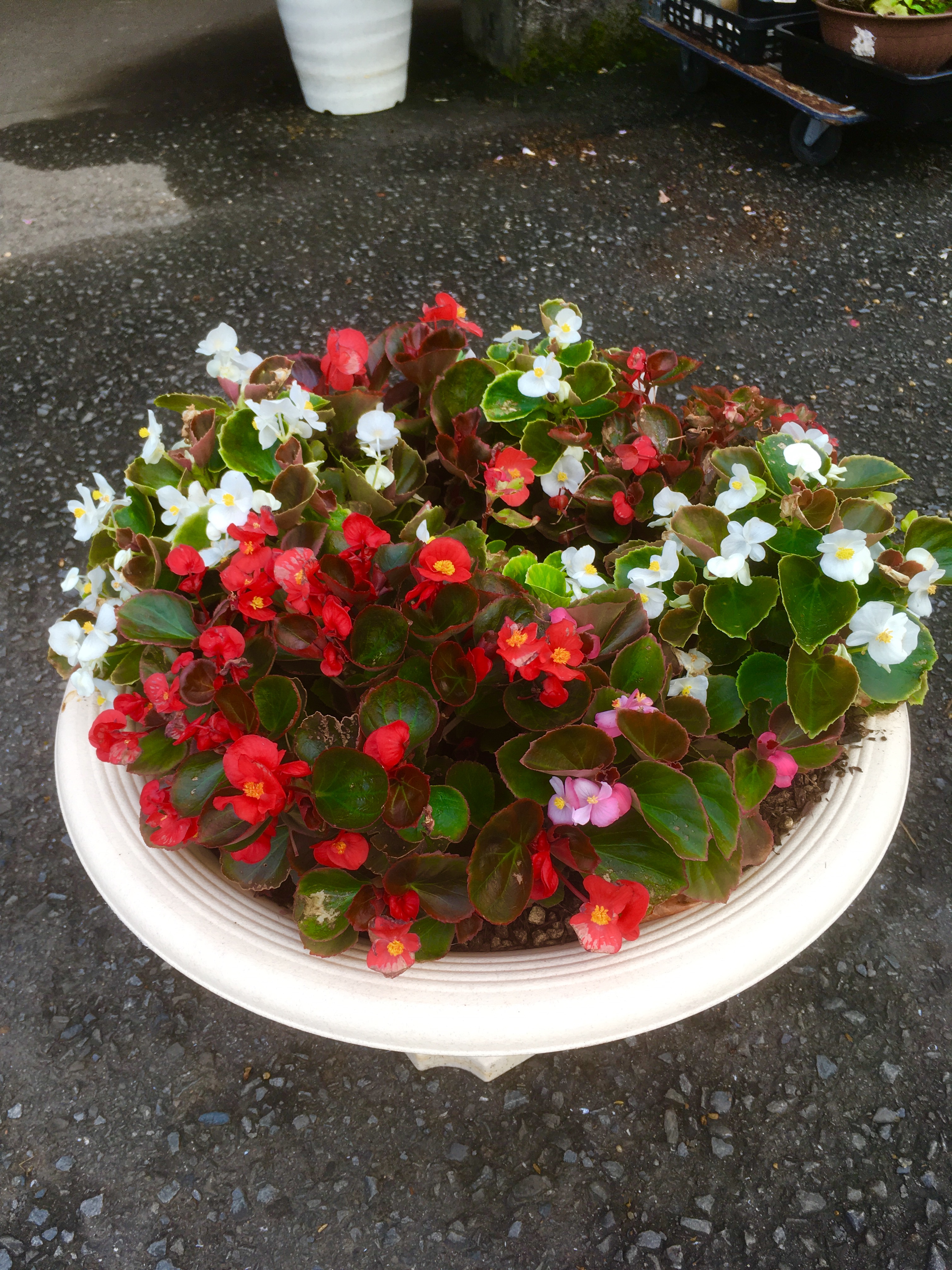【出荷情報】ベゴニア(ひぐらし茶屋)