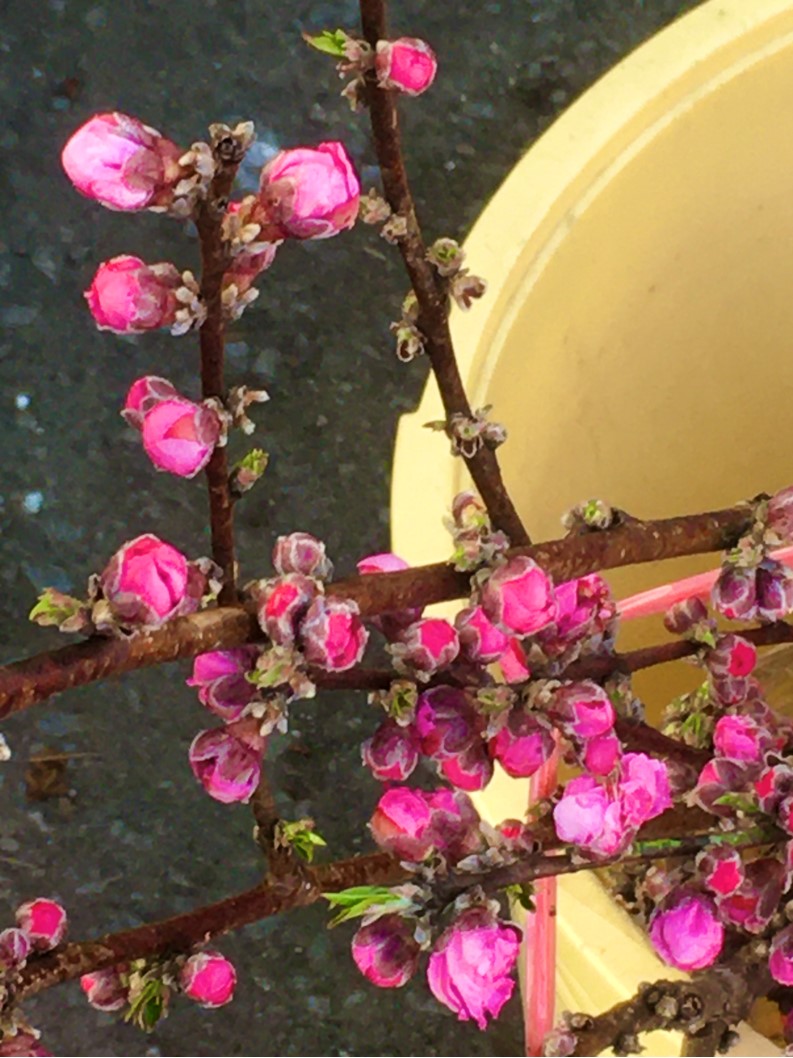 【出荷情報】花桃(ひぐらし茶屋)