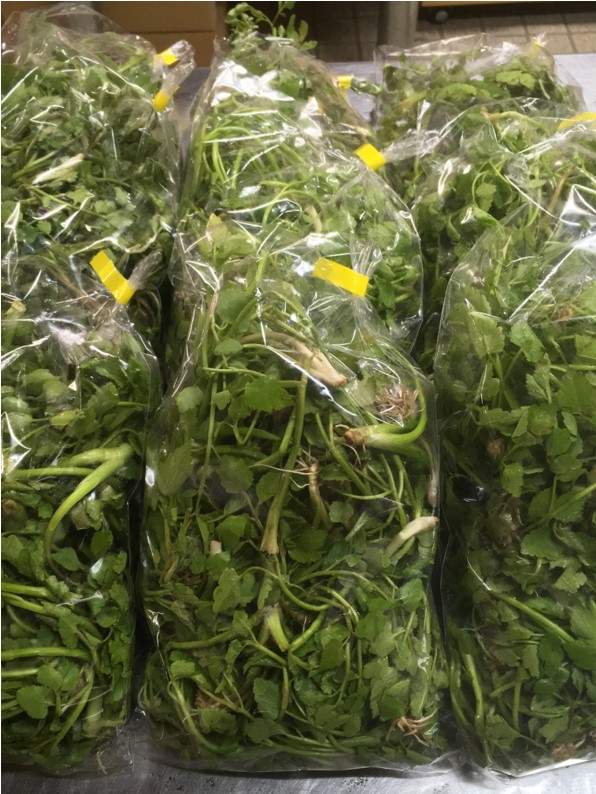 【出荷情報】田セリ(ひぐらし茶屋)