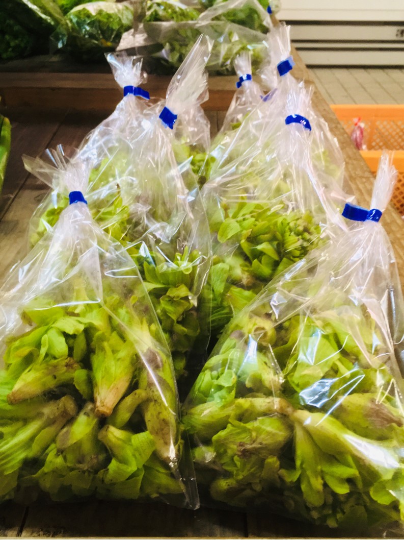 【出荷情報】フキノトウ(ひぐらし茶屋)
