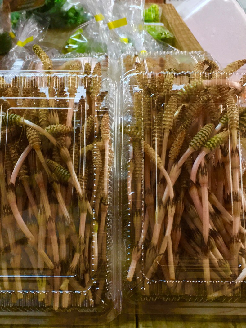 【出荷情報】ツクシ(ひぐらし茶屋)