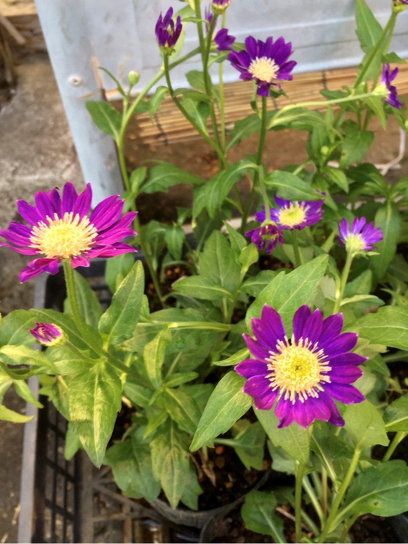 【出荷情報】ミヤコワスレ(ひぐらし茶屋)