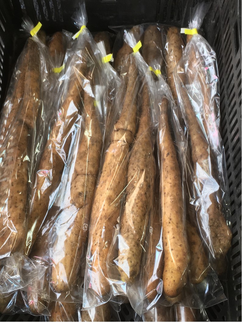 【出荷情報】やまと芋(ひぐらし茶屋)